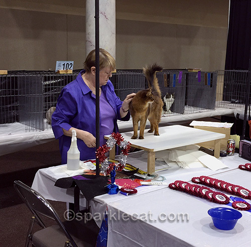 a judge examines ticking on a somali cat