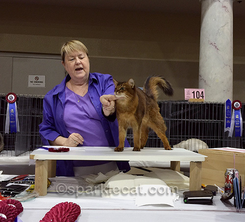 somali cat's chin and chest fur being discussed by judge