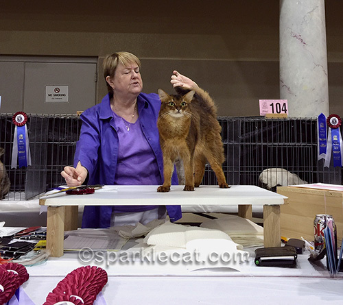 judge talking about somali cat's fur and tail