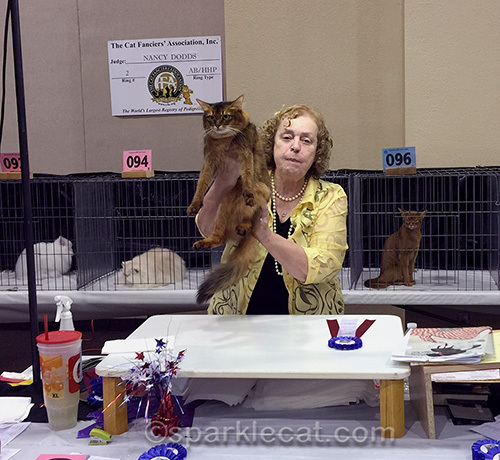 somali cat being held up by a judge