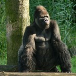 Odzala Gorilla