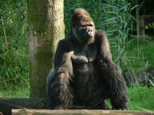 Odzala Gorilla