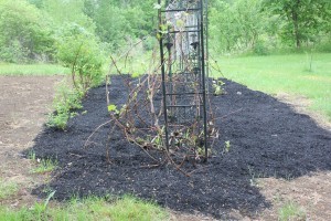 Some stuff got done despite the log attack, like the grapevine revamp.