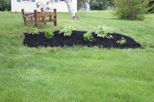 We have plenty of extra Hosta as well as calendulas, if anyone is interested.