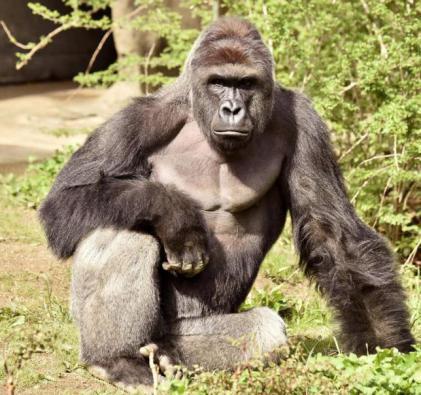 Harambe, a 17-year-old gorilla at the Cincinnati Zoo