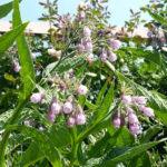Comfrey