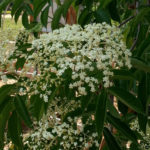 Elderberry