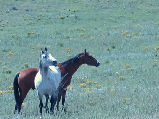 observant horses colorado