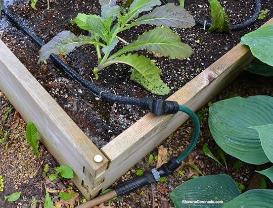 Drip Irrigation System with Purple Mustard