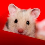 Hamster