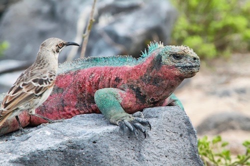 Galapagos Marine Iguana.jpg