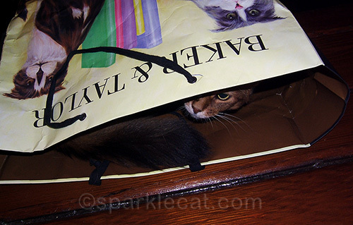 Sparkle the somali cat inside a Baker and Taylor bag