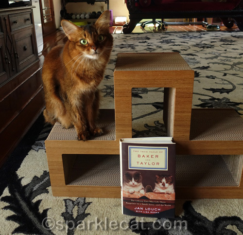 Somali cat posing with Baker and Taylor Library Cat book