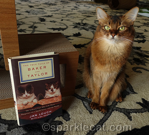 somali cat sitting next to Baker and Taylor Library cat book