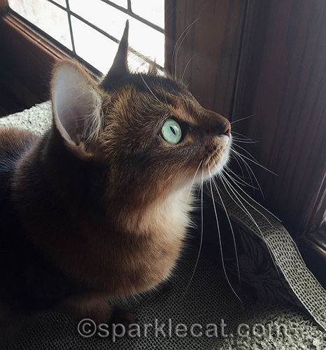 fierce hunter kitty somali watching squirrel out window