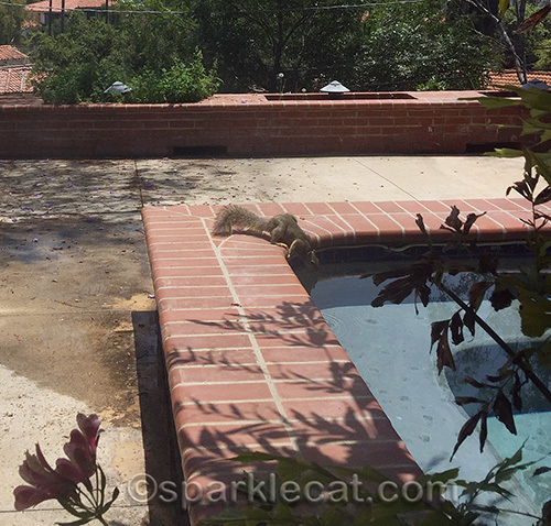 squirrel taking a drink from jacuzzi