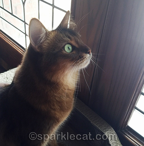 somali cat watching squirrel scamper off