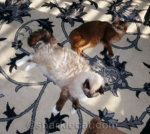 somali cat and ragdoll cat sharing sunbeams
