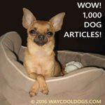 1000-DOG-ARTICLES-1-242x242
