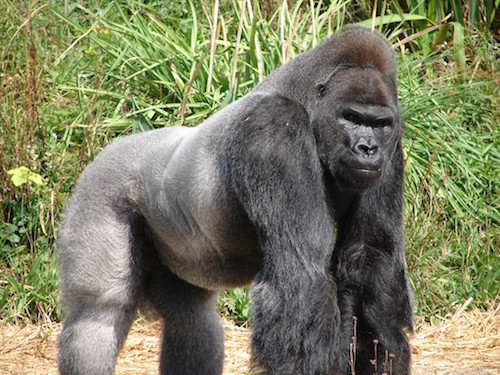 Jock,_the_Gorilla_(2).jpg