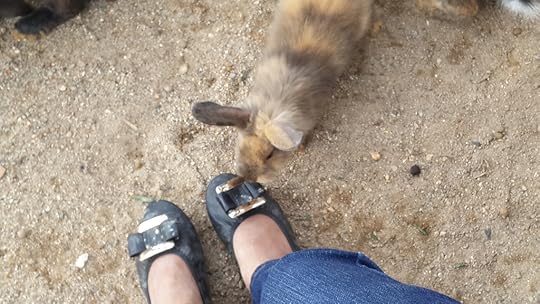  photo 20160508_165746_zpsj21cl8jn.jpg