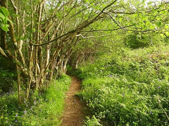 The wildflower path