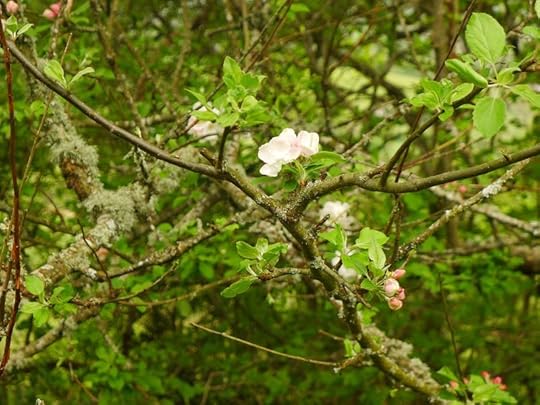 Wild apple blossom