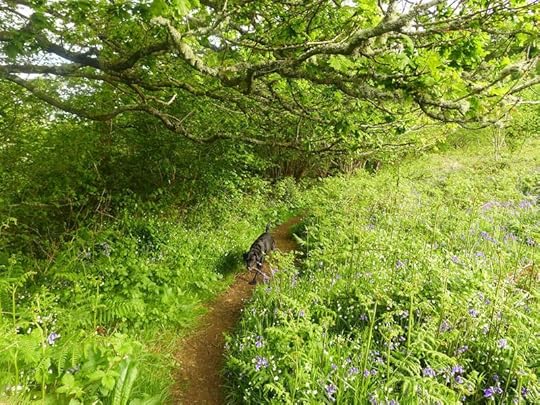 The black hound comes