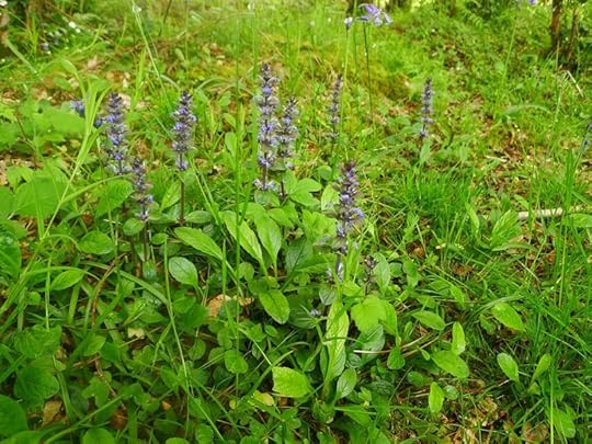 Blue sicklewort, healer of heartbreak