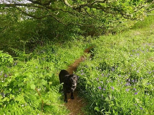 Hound and wildflowers