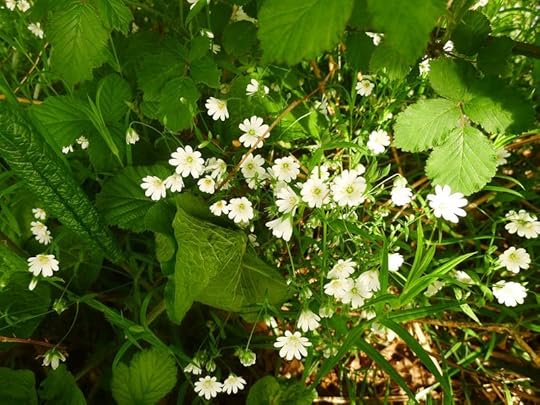 White stitchwort, breaker of enchantments