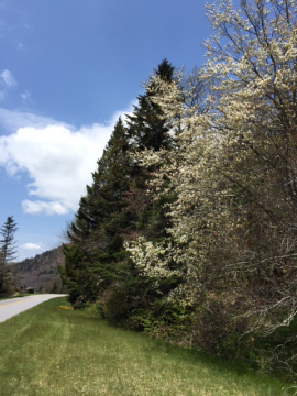 spring2