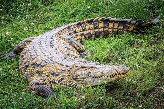 croc