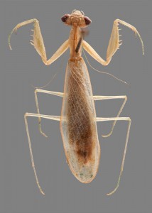 Ilomantis ginsburgae