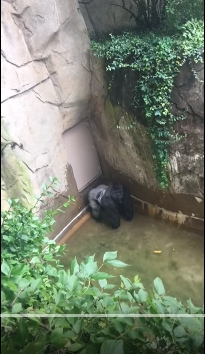 harambe
