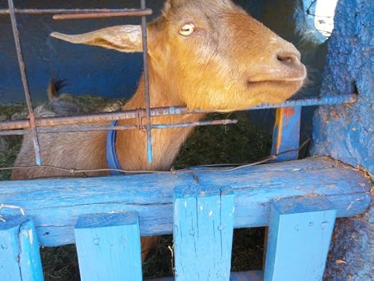 Goatasaurus
