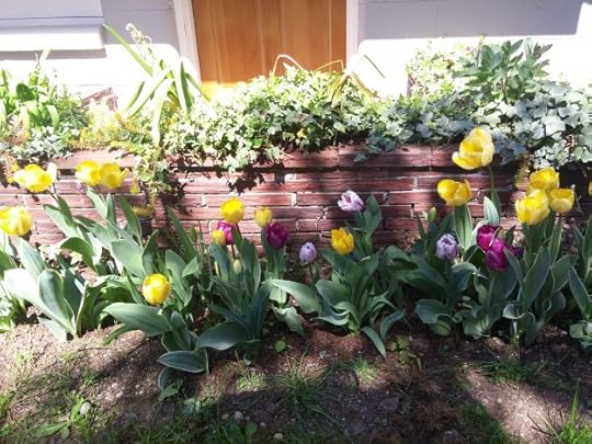 tulips16