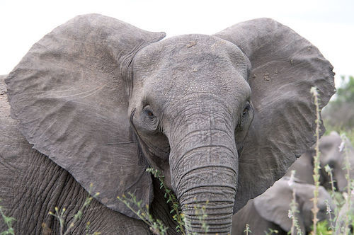 800px-Angry_elephant_ears.jpg
