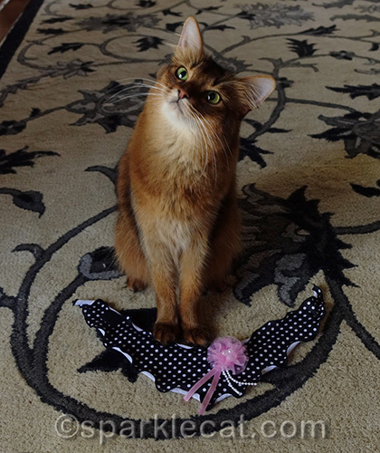 somali cat with pretty cat scarf on rug