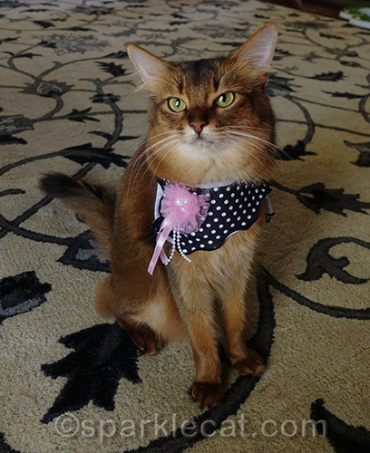 somali cat wearing pretty cat scarf