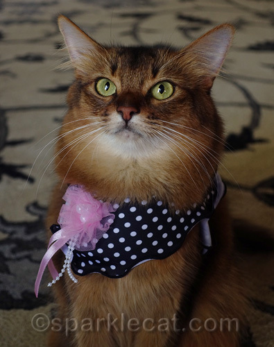 somali cat close up with pretty cat scarf