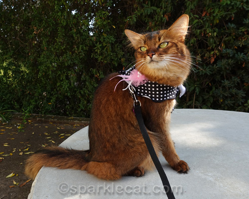 somali cat posing with cute cat scarf
