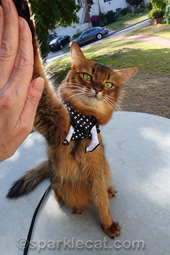 somali cat wearing a scarf and giving a high five