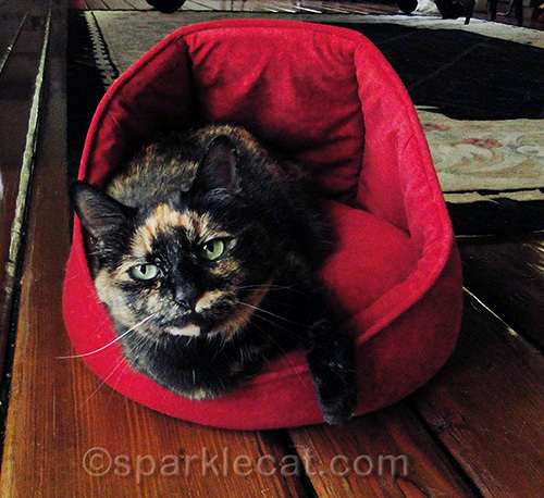 Tortoiseshell cat on Caturday in cat bed