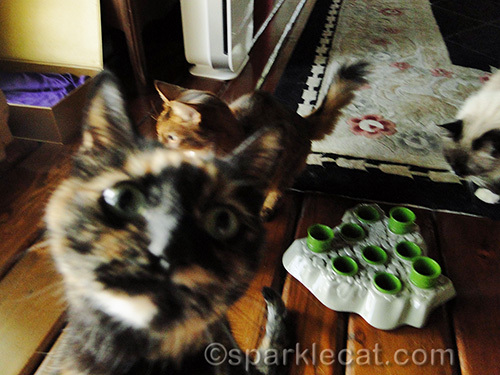 Tortoiseshell cat photobombs camera