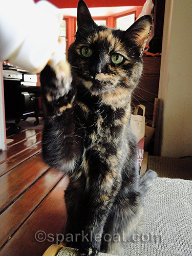 tortoiseshell cat waiting for hairball remedy