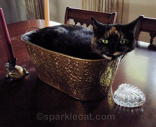 Tortoiseshell cat lying in a metal container