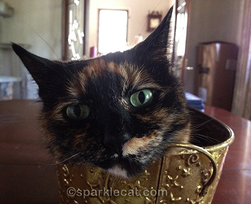 tortoiseshell cat face looking out of gold metal container