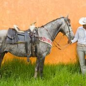 @MS Horses&Wranglers (9)
