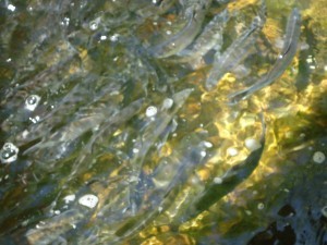 Alewives, Heading Up the Falls